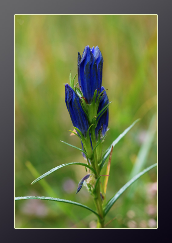 Gentiana pneumonanthe / Genziana palustre